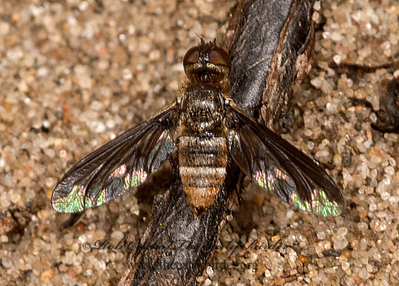 Exprosopa   BEE FLY 9047559