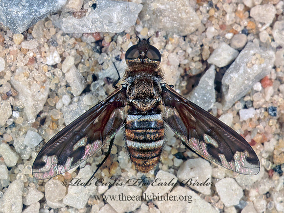 Exoprosopa fascipennis  BEE FLY 1111108z