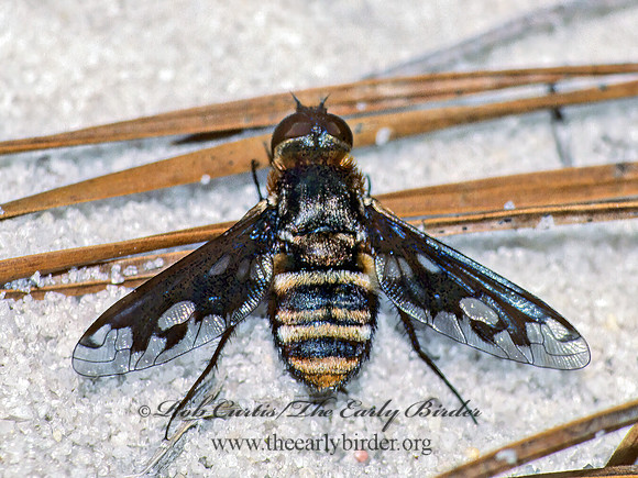 Exoprosopa ignifera 21828z