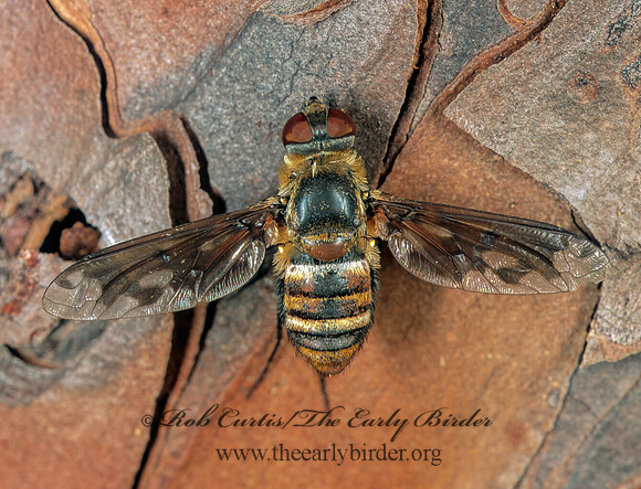 Exoprosopa fascipennis  BEE FLY 262103z