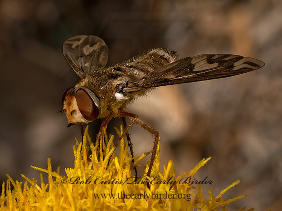 Poecilanthrax willistonii  VILIINI BEE FLY 3024089z