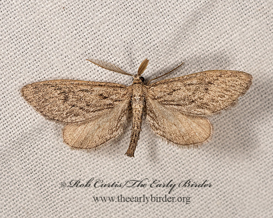 Glaucina  BOARMIINI GEOMETER 3025159z
