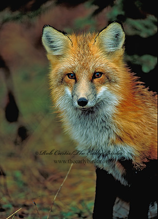 Vulpes vulpes  RED FOX 62037 portraitz
