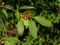 Elaeagnus umbellata AUTUMN OLIVE 9083073z