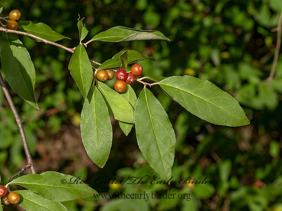Elaeagnus umbellata  AUTUMN OLIVE 9083073z