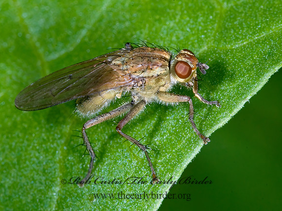 Scathophaga stercoraria  GOLDEN DUNG FLY  7009387z