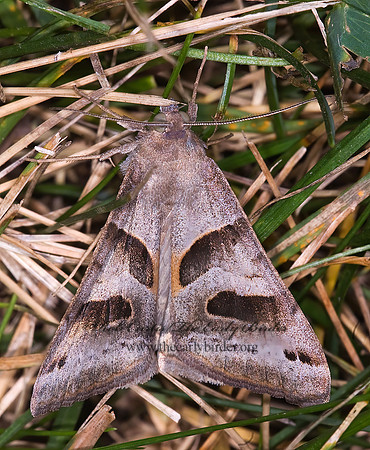 Caenurgina erechtea FORAGE LOOPER 6012940 z