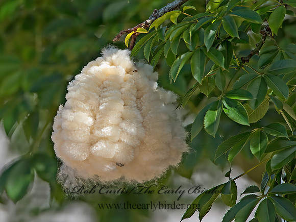 Ceiba pentandra  KAPOK 9055299z