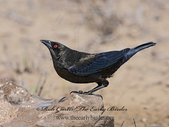 Molothrus aeneus  BRONZED COWBIRD 3034696z