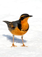 Ixoreus naevius VARIED THRUSH 9007435z