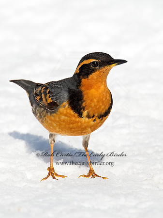 Ixoreus naevius  VARIED THRUSH 9007435z