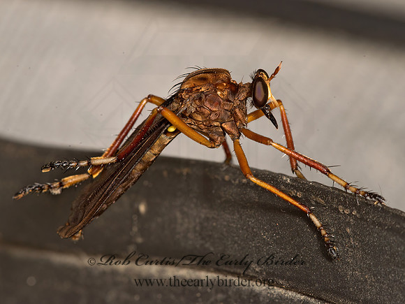 Diogmites platypterus HANGING THIEF 9049714z