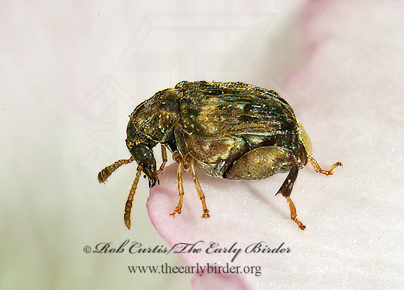 Gibbobruchus mimus 4001798z