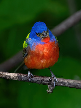 Passerina ciris  PAINTED BUNTING 3030583z