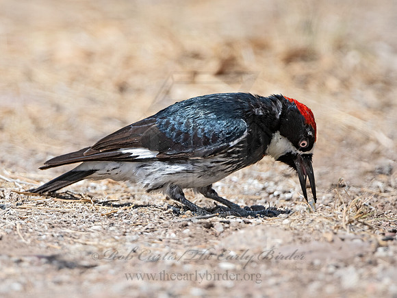 Melanerpes formicivorus  ACORN WOODPECKER 3036768z