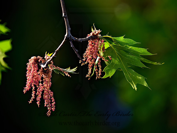 Quercus kellogii  CALIFORNIA BLACK OAK 8036526z