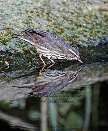 Parkesia noveboracensis  NORTHERN WATERTHRUSH 89906z