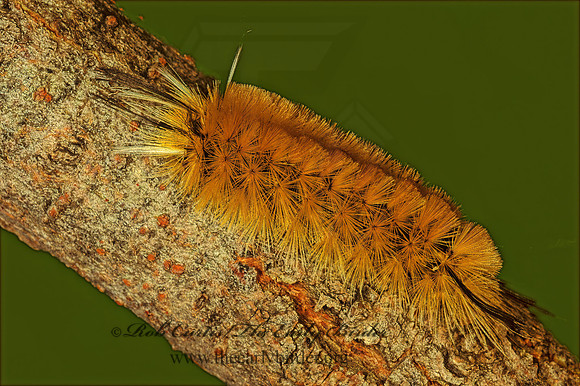 Halysidota tessellaris BANDED TUSSOCK MOTH 115031z