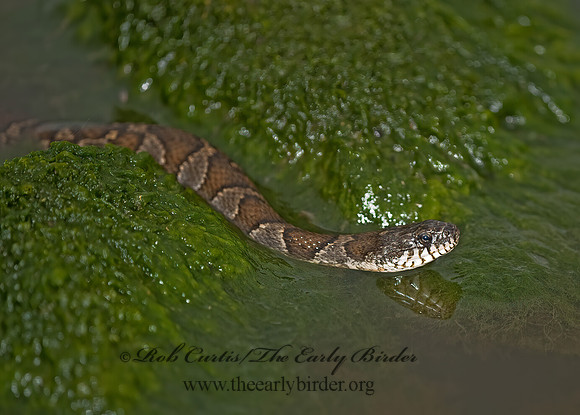 Nerodia sipedon  NORTHERN WATER SNAKE 8023574z