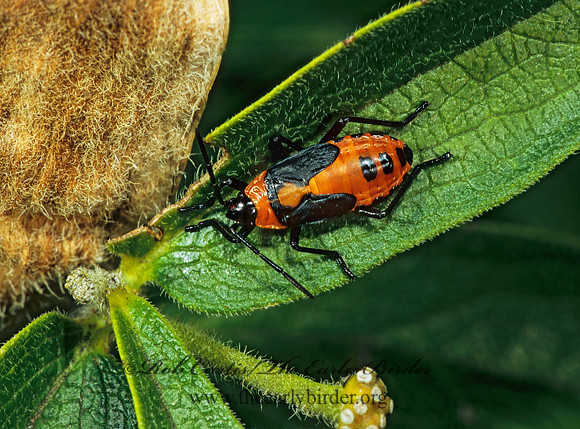 Lygaeus kalmii  SMALL MILKWEED BUG 304009iz