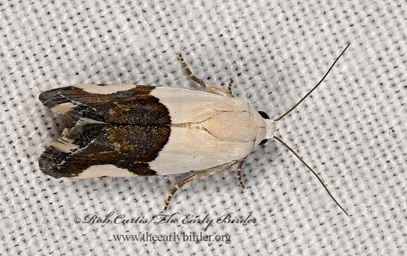 Ponometia cuta  BIRD-DROPPING MOTH 3038929z