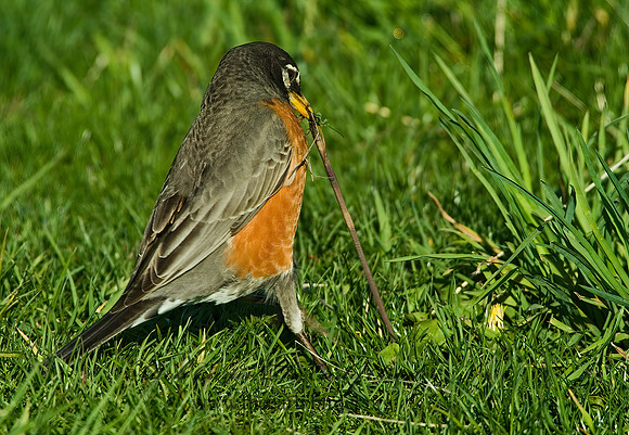 Turdus migratorius  AMERICAN ROBIN 4000151 z