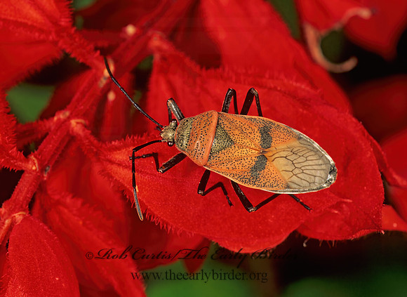 Largus maculatus  BORDERED PLANT BUG 196620z