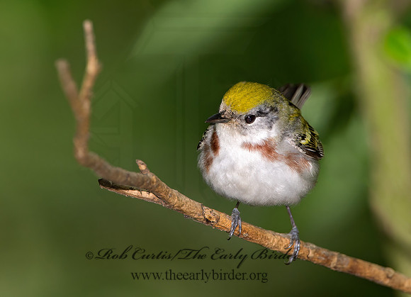 Setophaga pennsylvanica  CHESTNUT-SIDED WARBLER 9031047z