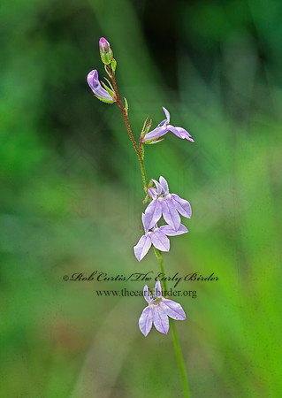 Lobelia flaccidifolia  SOFT LEAVED LOBELIA 168429z