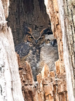Bubo virginianus GREAT HORNED OWL 3042220z