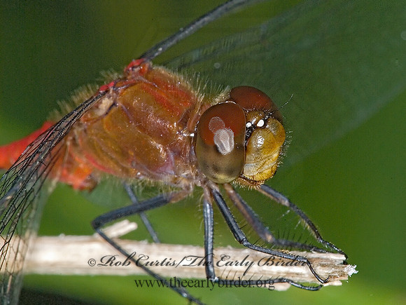 Sympetrum rubicundulum 6011395