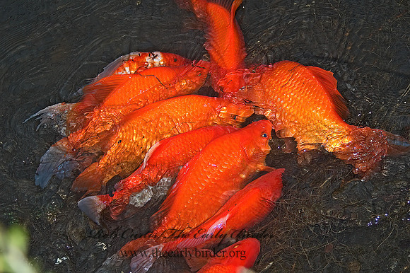 Cyprinus carpio  KOI 5004786z