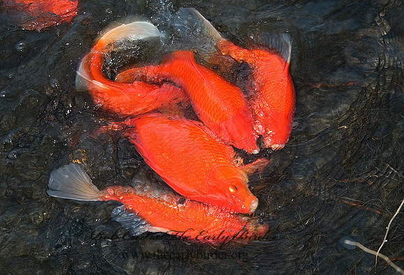 Cyprinus carpio  KOI 5004798z