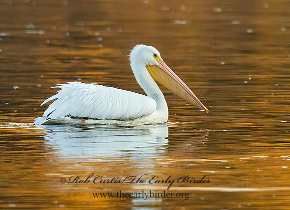 Pelecanus erythrorhynchos  AMERICAN WHITE PELICAN 5016949z