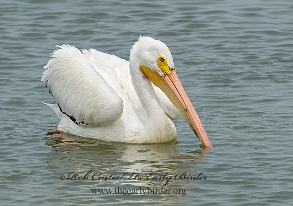 Pelecanus erythrorhynchos  AMERICAN WHITE PELICAN 6023003z