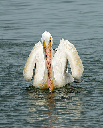 Pelecanus erythrorhynchos  AMERICAN WHITE PELICAN 6022994z