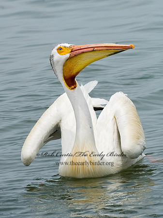 Pelecanus erythrorhynchos  AMERICAN WHITE PELICAN 6023009z