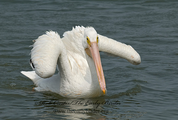 Pelecanus erythrorhynchos  AMERICAN WHITE PELICAN 6023005z