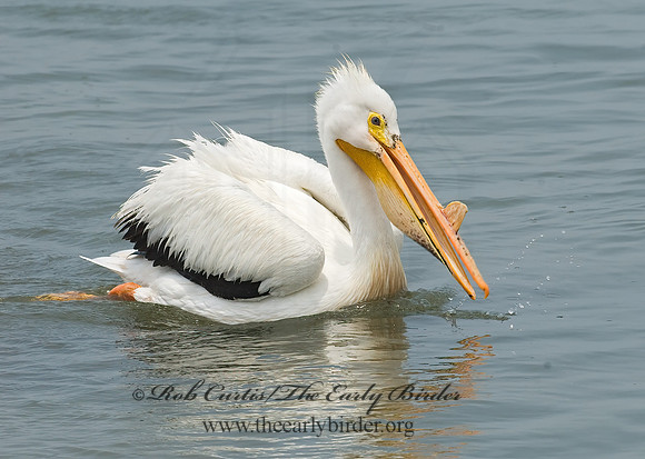 Pelecanus erythrorhynchos  AMERICAN WHITE PELICAN 6023012z