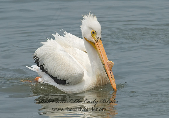 Pelecanus erythrorhynchos  AMERICAN WHITE PELICAN 6023015z