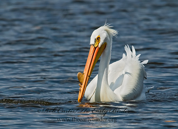 Pelecanus erythrorhynchos  AMERICAN WHITE PELICAN 7002048z