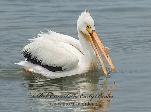 Pelecanus erythrorhynchos  AMERICAN WHITE PELICAN 6023014z