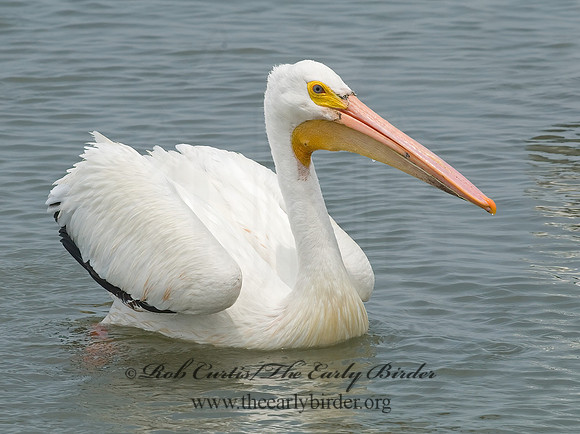 Pelecanus erythrorhynchos  AMERICAN WHITE PELICAN 6023020z