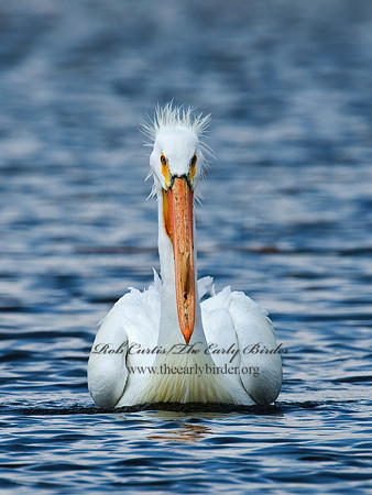 Pelecanus erythrorhynchos  AMERICAN WHITE PELICAN 7002073z