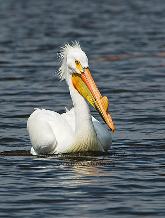 Pelecanus erythrorhynchos  AMERICAN WHITE PELICAN 7002079z