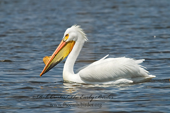 Pelecanus erythrorhynchos  AMERICAN WHITE PELICAN 7002051z