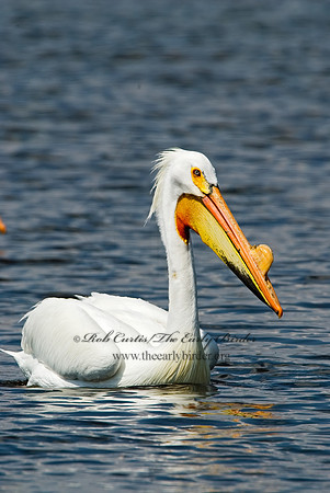 Pelecanus erythrorhynchos  AMERICAN WHITE PELICAN 7002057z