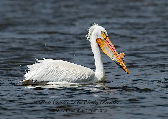 Pelecanus erythrorhynchos  AMERICAN WHITE PELICAN 7002107z