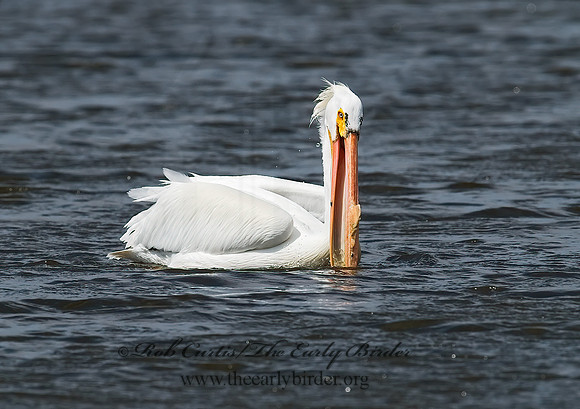 Pelecanus erythrorhynchos  AMERICAN WHITE PELICAN 7002108z