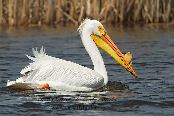 Pelecanus erythrorhynchos  AMERICAN WHITE PELICAN 7002086z